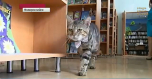 Kuzma, a cat, wears a bow tie and walks through the library