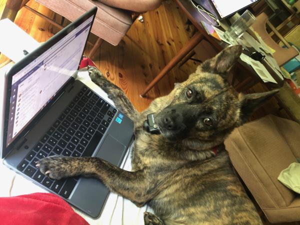 kira, a brindle dog with perky ears, rests her paw on a laptop